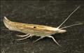 0452 (17.002) Ypsolopha nemorella